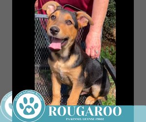 German Shepherd Dog-Unknown Mix Dogs for adoption in Kimberton, PA, USA