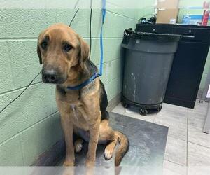 Bloodhound-German Shepherd Dog Mix Dogs for adoption in Grand Prairie, TX, USA