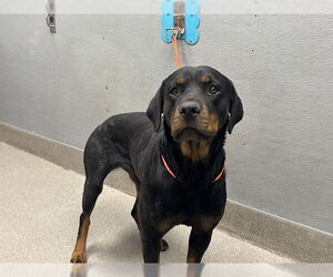 Rottweiler-Unknown Mix Dogs for adoption in Las Vegas, NV, USA