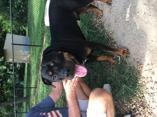 Medium Photo #1 Rottweiler Puppy For Sale in Mooresville, NC, USA