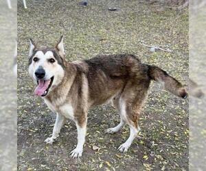 Gerberian Shepsky Dogs for adoption in Conroe, TX, USA