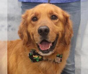 Golden Retriever Dogs for adoption in Garfield Heights, OH, USA