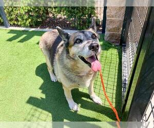 German Shepherd Dog Dogs for adoption in Orange, CA, USA