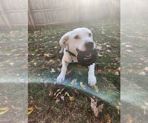 American Pit Bull Terrier-Unknown Mix Dogs for adoption in Plymouth, MN, USA