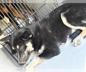 Siberian Husky-Unknown Mix Dogs for adoption in Houston, TX, USA