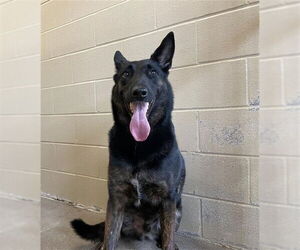 German Shepherd Dog-Unknown Mix Dogs for adoption in Waco, TX, USA