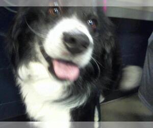 Border Collie Dogs for adoption in Charlotte, NC, USA