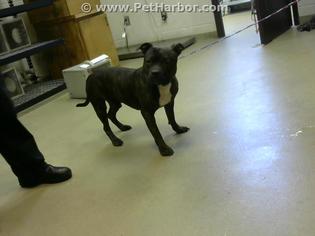 Staffordshire Bull Terrier Dogs for adoption in Fayetteville, NC, USA
