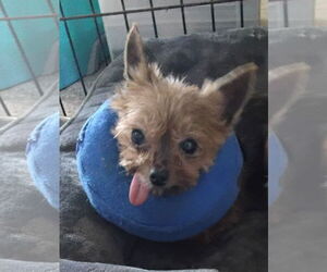 Mutt Dogs for adoption in Spring, TX, USA