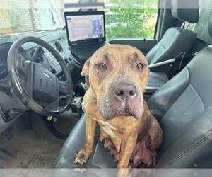 American Staffordshire Terrier-Unknown Mix Dogs for adoption in Grand Prairie, TX, USA