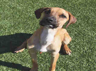 Black Mouth Cur Dogs for adoption in Clyde, NC, USA