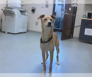 Labrador Retriever-Unknown Mix Dogs for adoption in Fayetteville, NC, USA