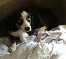 Medium Photo #1 Beagle-Unknown Mix Puppy For Sale in Apple Valley, CA, USA