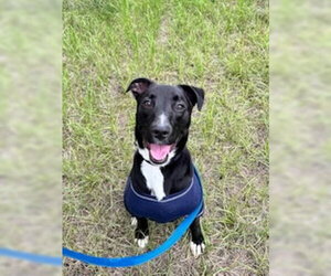 Labrador Retriever-Unknown Mix Dogs for adoption in Sterling, MA, USA