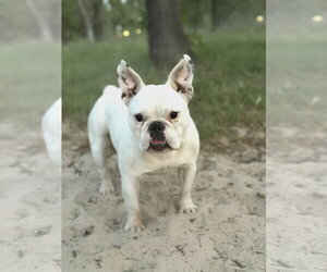 French Bulldog-Unknown Mix Dogs for adoption in PIPE CREEK, TX, USA