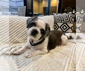 Shih Tzu-Unknown Mix Dogs for adoption in Raleigh, NC, USA