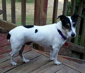 Medium Photo #1 Jack Russell Terrier Puppy For Sale in Clatskanie, OR, USA