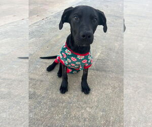 Labrador Retriever Dogs for adoption in New Orleans, LA, USA
