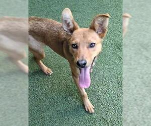 Shollie Dogs for adoption in San Martin, CA, USA