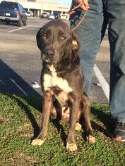 Goldmaraner Dogs for adoption in Slidell, LA, USA