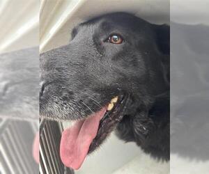 German Shepherd Dog Dogs for adoption in Houston, TX, USA