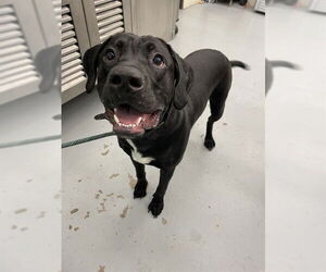 Labrador Retriever-Unknown Mix Dogs for adoption in Waco, TX, USA