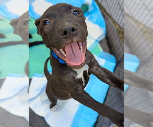 Mutt Dogs for adoption in Holly Springs, NC, USA