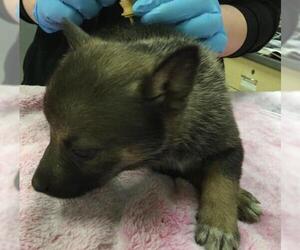 Siberian Husky-Unknown Mix Dogs for adoption in Riverside, CA, USA