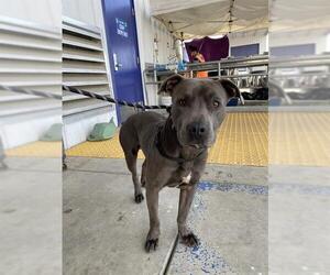 Medium Photo #1 Mutt Puppy For Sale in Bakersfield, CA, USA