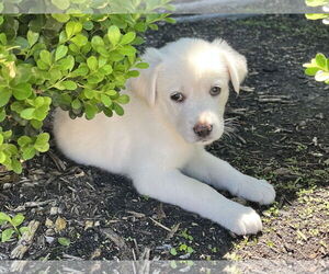 Labrador Retriever-Unknown Mix Dogs for adoption in The Woodlands, TX, USA