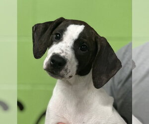 Mutt Dogs for adoption in Elmsford, NY, USA