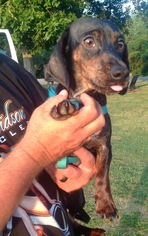 Dachshund Dogs for adoption in Pottstown, PA, USA