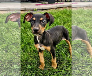 Doberman Pinscher-Unknown Mix Dogs for adoption in Minneaoplis, MN, USA