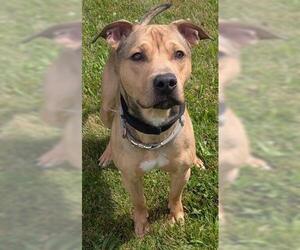 Mutt Dogs for adoption in Akron, OH, USA
