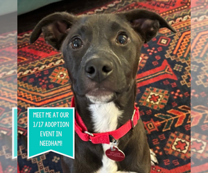 Mountain Cur-Unknown Mix Dogs for adoption in Boston, MA, USA