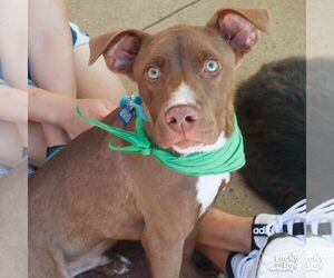 Labrador Retriever-Unknown Mix Dogs for adoption in Washington, DC, USA