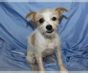 Norfolk Terrier Dogs for adoption in Modesto, CA, USA