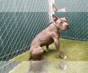 Mutt Dogs for adoption in Downey, CA, USA