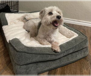 Mutt Dogs for adoption in San Antonio, TX, USA