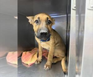 German Shepherd Dog Dogs for adoption in Santa Cruz, CA, USA