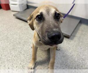 German Shepherd Dog-Unknown Mix Dogs for adoption in Visalia, CA, USA