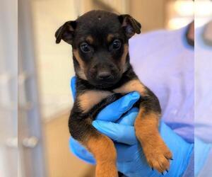 Rottweiler-Unknown Mix Dogs for adoption in Kanab, UT, USA