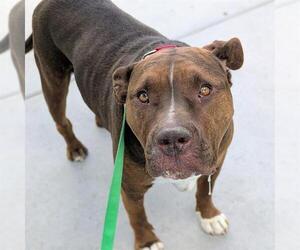 Mutt Dogs for adoption in Las Vegas, NV, USA
