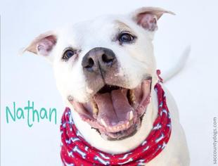 Bullboxer Pit Dogs for adoption in Sacramento, CA, USA