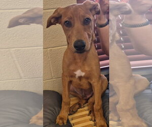 Labrador Retriever-Redbone Coonhound Mix Dogs for adoption in Amarillo, TX, USA