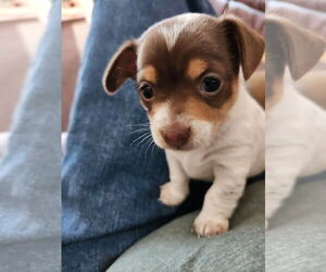 Dachshund Dogs for adoption in Sioux Falls, SD, USA