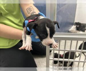 Chihuahua-Unknown Mix Dogs for adoption in Fort Collins, CO, USA