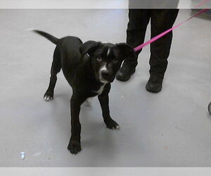 Labrador Retriever-Unknown Mix Dogs for adoption in Fayetteville, NC, USA