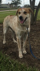 Australian Shepherd-Red Heeler Mix Dogs for adoption in Angleton, TX, USA