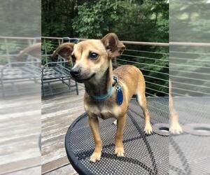 Chiweenie Dogs for adoption in Concord, NC, USA
